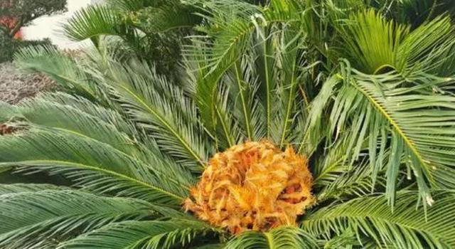 铁树开花的秘诀是什么？开花象征着什么含义？