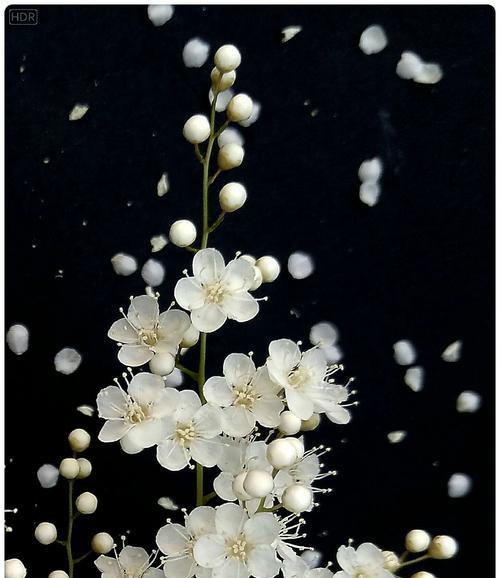 珍珠梅的花语是什么？了解珍珠梅的象征意义和文化背景？