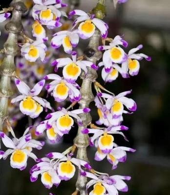 肿节石斛的花语是什么？它有哪些特别的含义？
