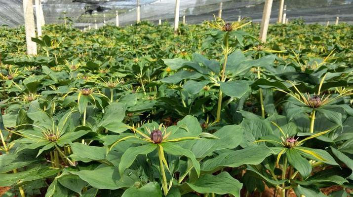 重楼花语代表什么意思？如何理解重楼的花语含义？
