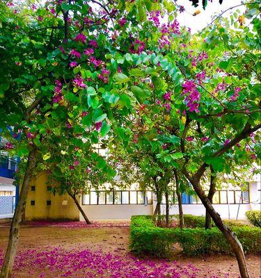 珠海市花象征着什么？珠海市花的含义是什么？