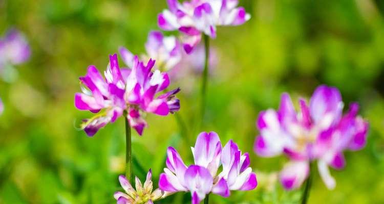 竹子花语是什么意思？竹子的象征意义有哪些？