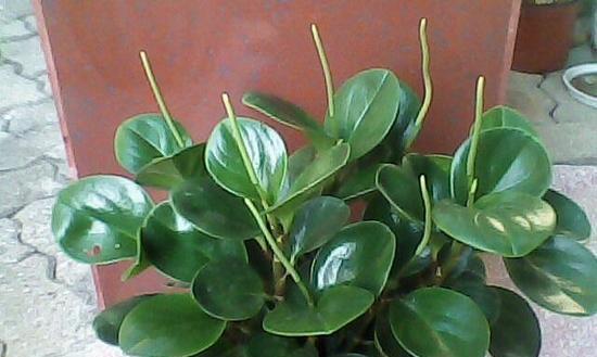 紫边碧玉椒草有什么作用？它的花语是什么？
