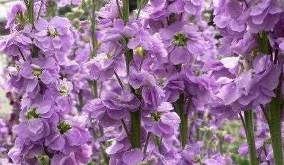 紫罗兰的花语是什么？如何正确养护紫罗兰？