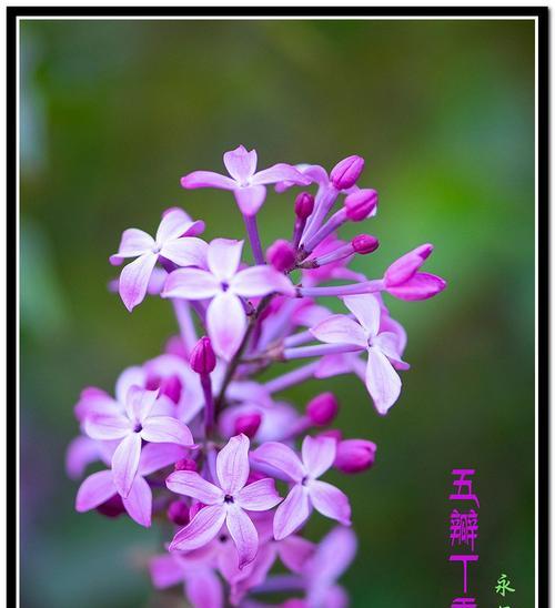 紫色丁香花的花语是什么？紫色丁香花代表了哪些情感？