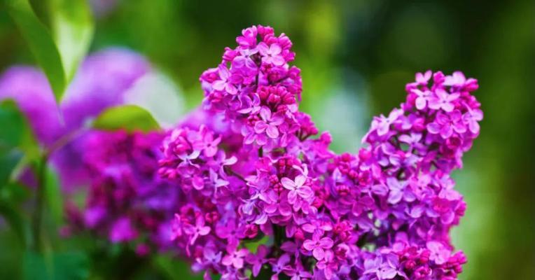紫色丁香花的花语是什么？紫色丁香花代表了哪些情感？