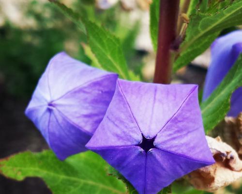 紫色风铃花代表什么意思？花语和象征意义是什么？