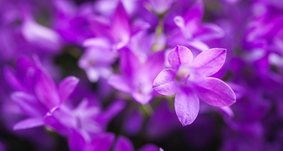 紫色风铃花代表什么意思？花语和象征意义是什么？
