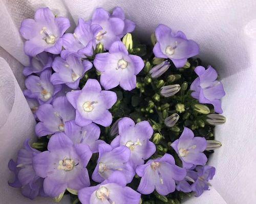 紫色风铃花代表什么意思？花语和象征意义是什么？