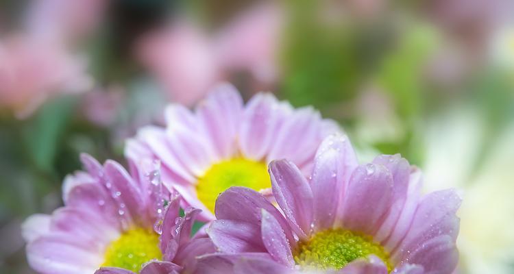 紫色菊花的花语是什么？如何正确表达情感？