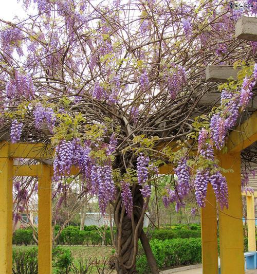 紫藤花代表什么意思？紫藤花的花语和象征意义是什么？