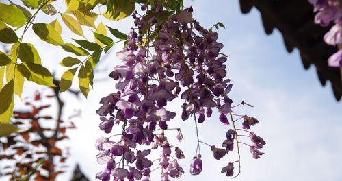 紫藤花代表什么意思？紫藤花的花语和象征意义是什么？