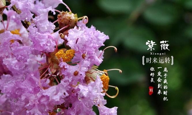紫薇花的花语是什么？有哪些关于紫薇花的传说故事？