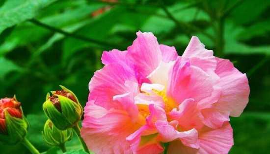 芙蓉花的花语是什么？芙蓉花代表了哪些意义？