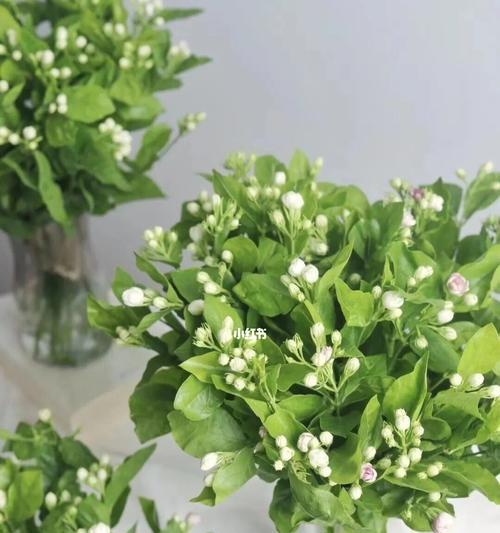 茉莉花代表什么意思？茉莉花的花语有哪些？
