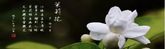茉莉花代表什么意思？茉莉花的花语有哪些？