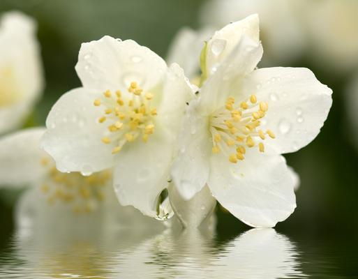 茉莉花可以送人吗？送茉莉花的含义和注意事项是什么？