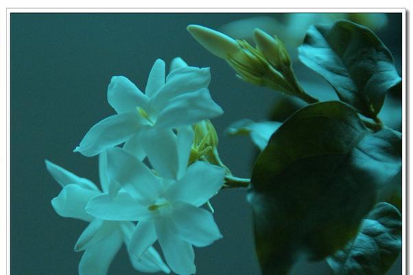 茉莉花可以送人吗？送茉莉花的含义和注意事项是什么？