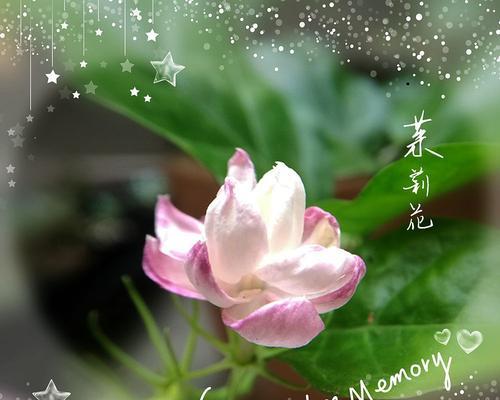 茉莉花可以送人吗？送茉莉花的含义和注意事项是什么？