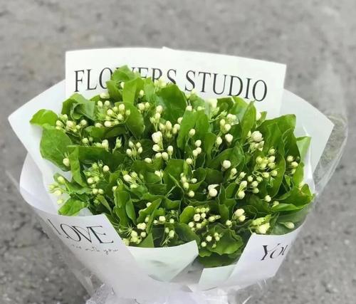 茉莉花的花语是什么？它代表了哪些意义？