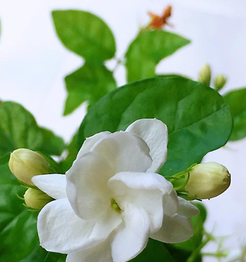 茉莉花的花语是什么？它代表了哪些意义？