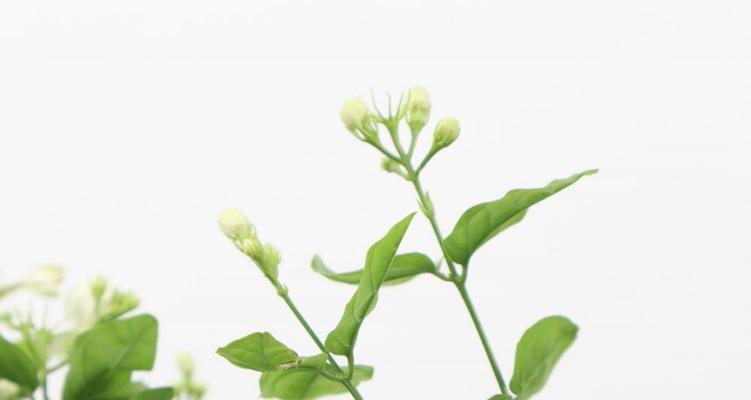 茉莉花的花语是什么？它代表了哪些意义？