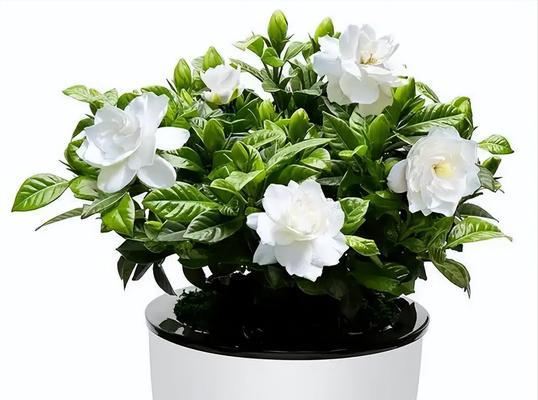栀子花的花语是什么？栀子花象征着什么含义？