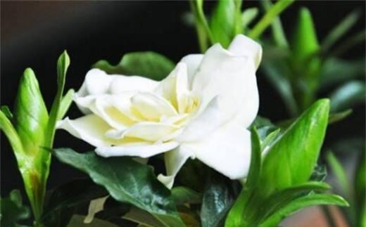 栀子花的花语是什么？栀子花象征着什么含义？