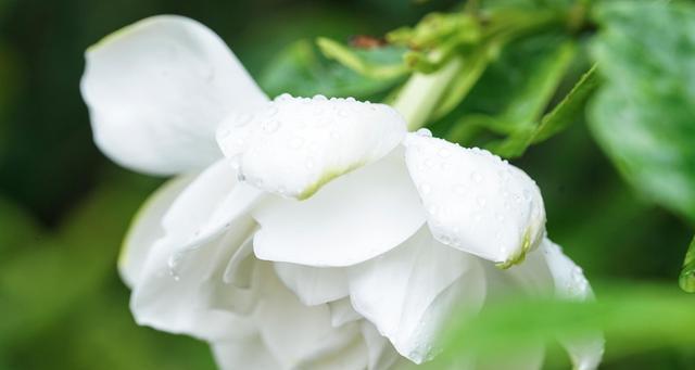 栀子花的花语是什么？如何养护栀子花？