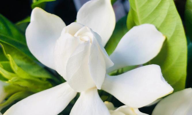 栀子花的花语是什么？如何养护栀子花？