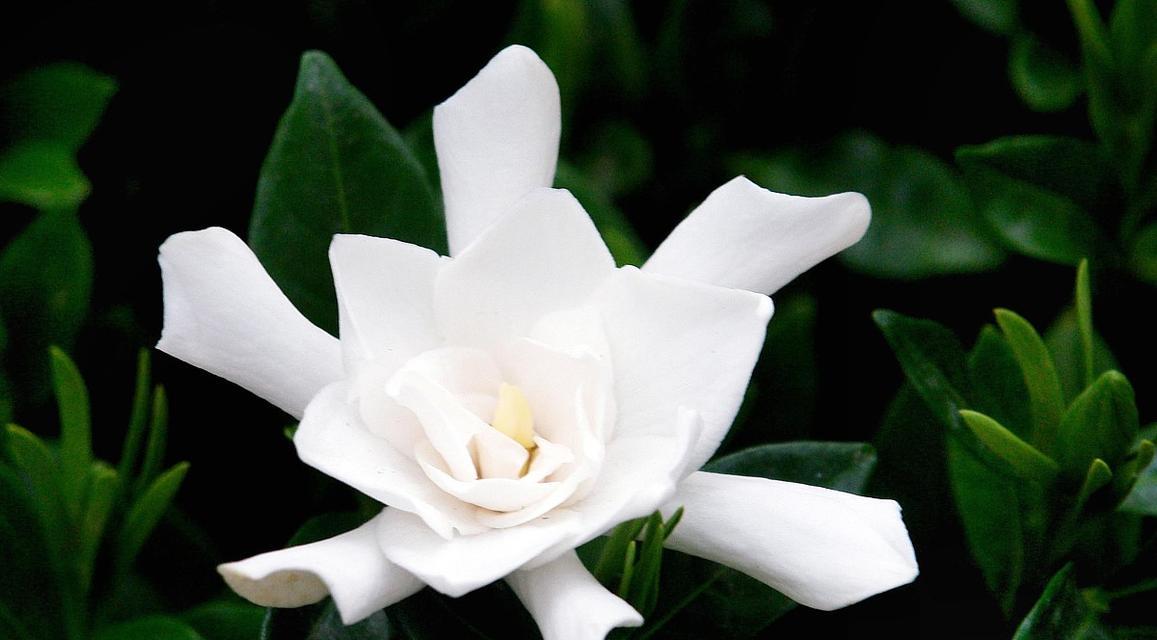 栀子花花语是什么？如何用栀子花表达爱意？