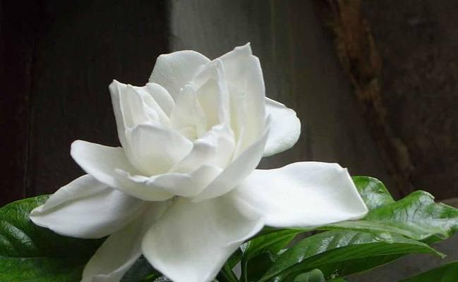 栀子花的花语是什么？它的寓意有哪些常见问题？