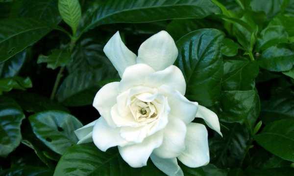 栀子花的花语是什么？它的寓意有哪些常见问题？