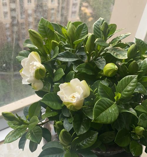 栀子花花语怎么养？如何正确养护以保持其美丽含义？