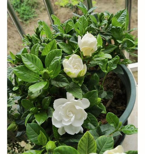 栀子花花语怎么养？如何正确养护以保持其美丽含义？