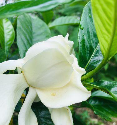栀子花开寓意着什么？栀子花的象征意义有哪些？