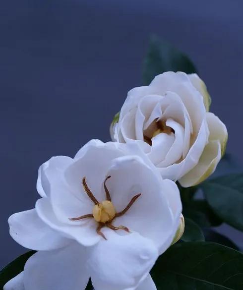 栀子花象征永恒的爱吗？其含义是什么？