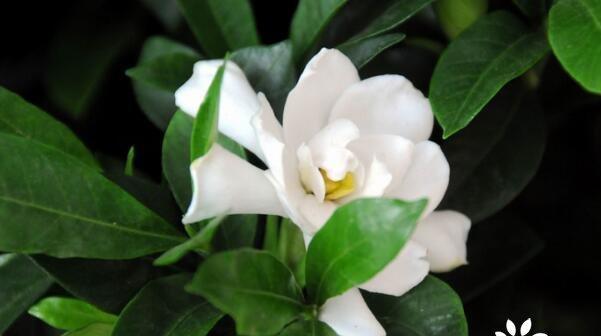 栀子花象征永恒的爱吗？其含义是什么？