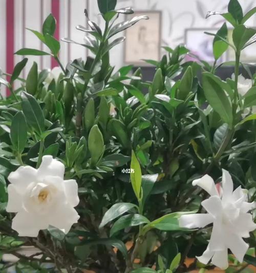 栀子花语代表什么意思？如何理解栀子花的象征意义？