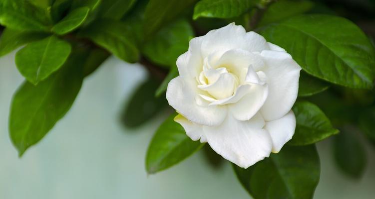 栀子花语代表什么意思？如何理解栀子花的象征意义？