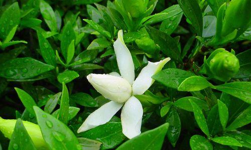 栀子花语代表什么意思？如何理解栀子花的象征意义？