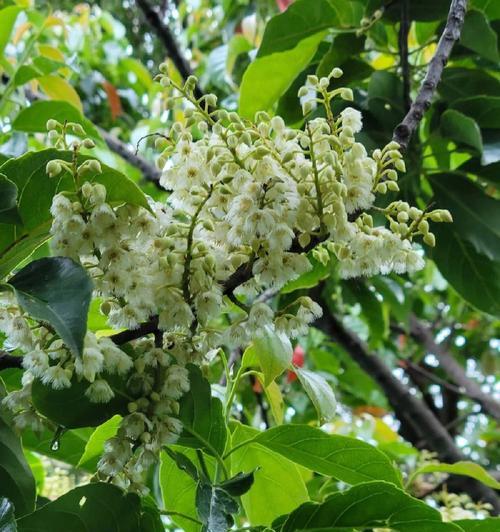 橄榄花代表什么？橄榄花的象征意义有哪些常见问题？