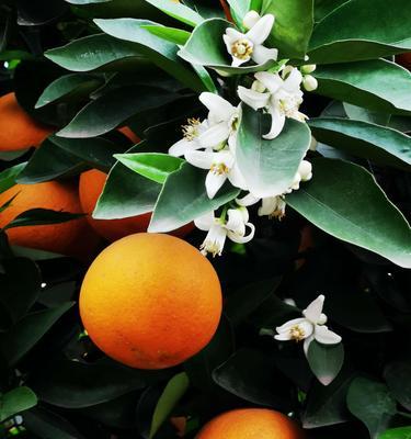 橘子花代表什么意思？橘子花的花语和象征意义是什么？