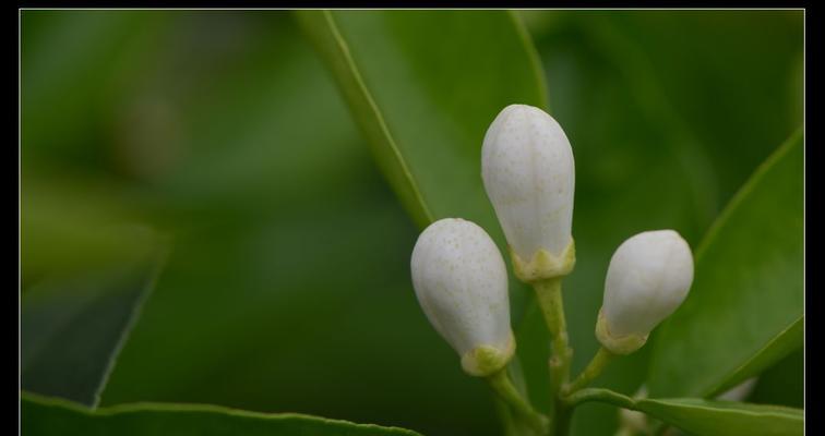 橘子花代表什么意思？橘子花的花语和象征意义是什么？
