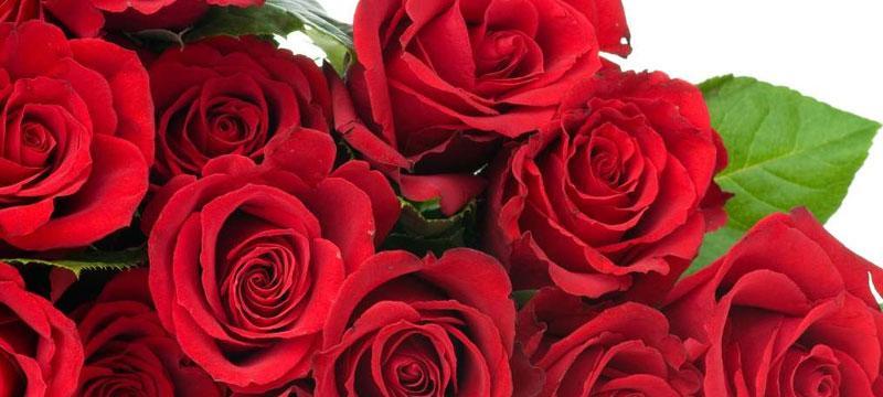 16朵玫瑰花的花语是什么？如何正确表达爱意？