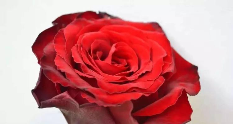16朵玫瑰花的花语是什么？如何正确表达爱意？