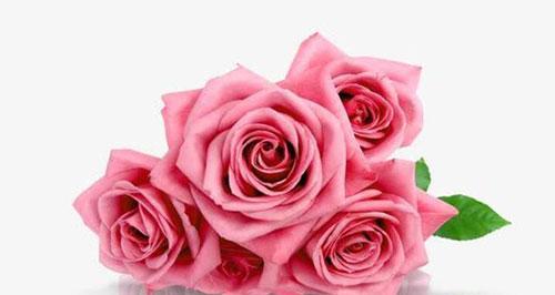 24朵玫瑰花语是什么？送24朵玫瑰代表什么含义？
