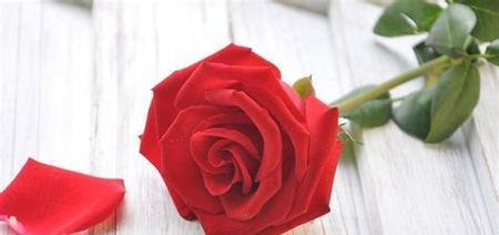42朵玫瑰花花语是什么？代表的含义有哪些疑问？