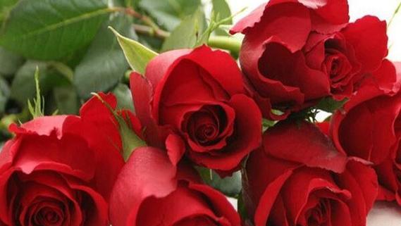 47朵玫瑰花的花语是什么？送花时需要注意什么？