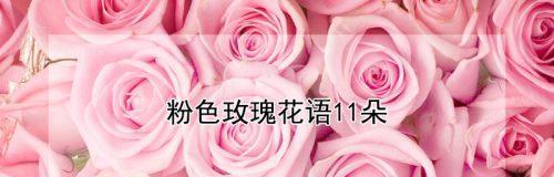 55朵玫瑰花花语是什么？代表了哪些含义？